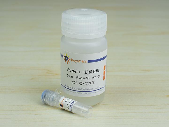 OCT-4 Mouse Monoclonal Antibody